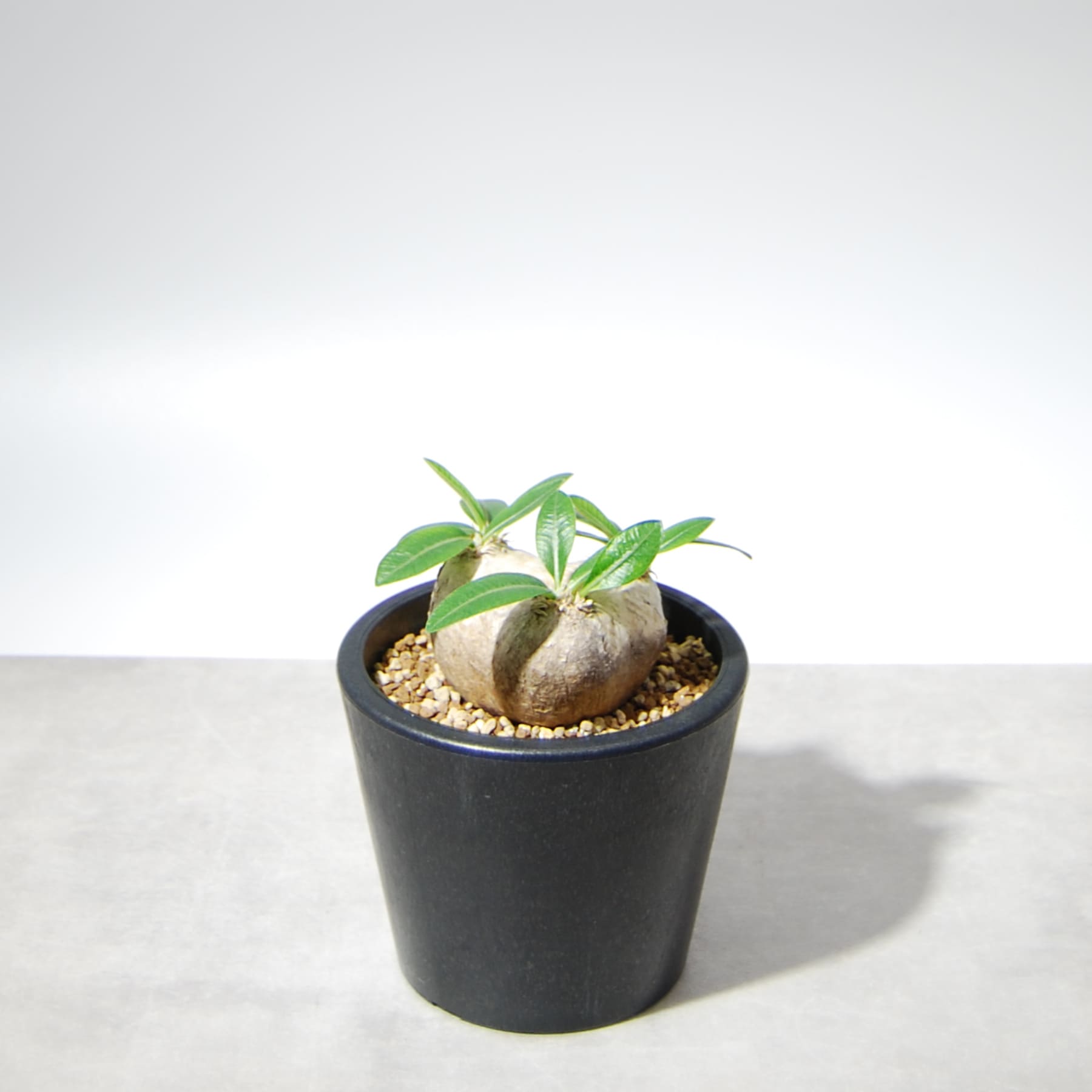 パキポディウム・ブレビカウレ（恵比寿笑い）003 – linkplants -リンク