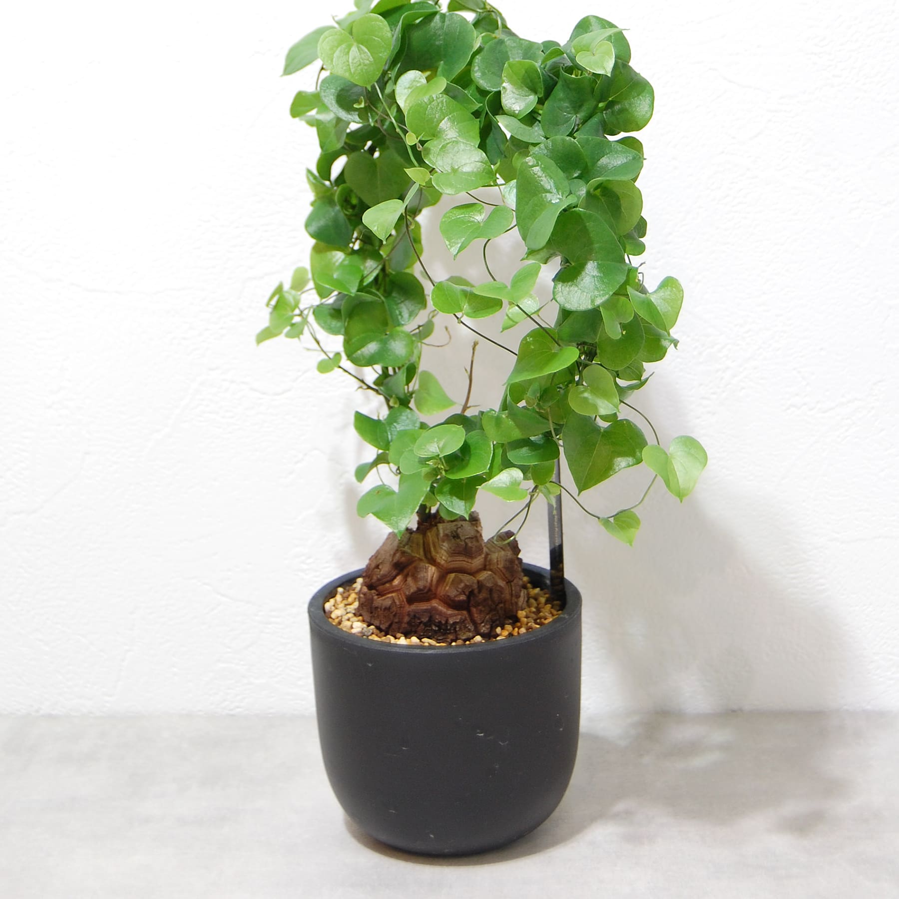 亀甲竜（ディオスコレア・エレファンティペス）030 – linkplants