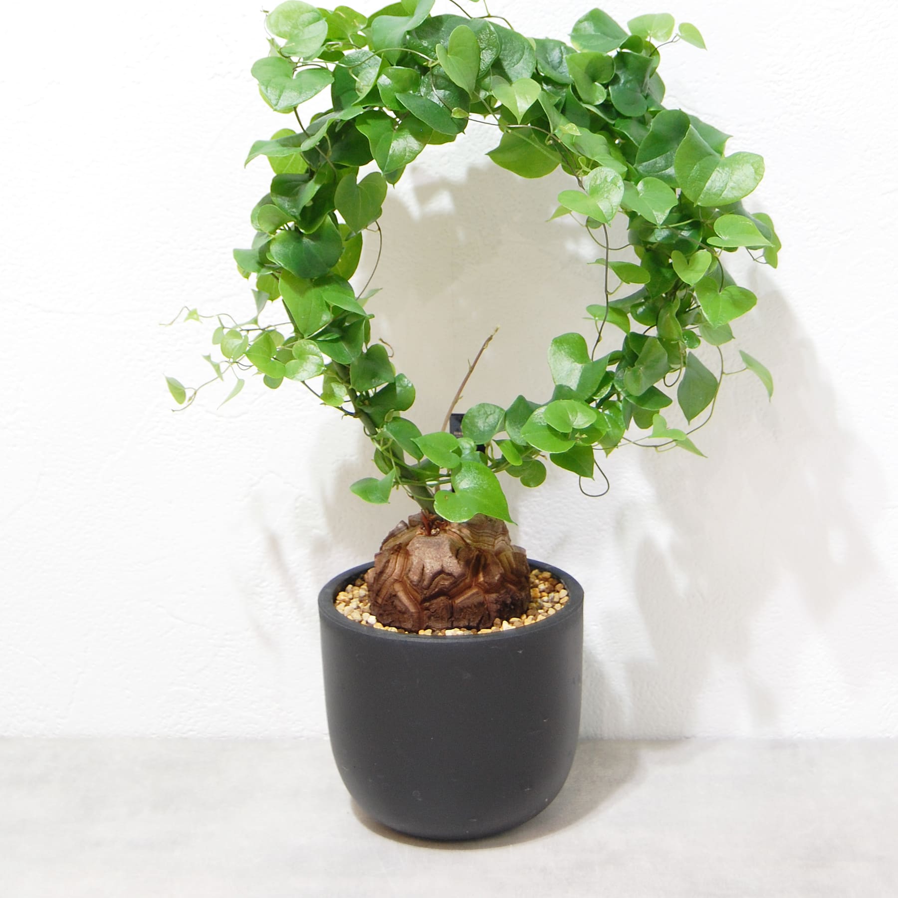 亀甲竜（ディオスコレア・エレファンティペス）030 – linkplants