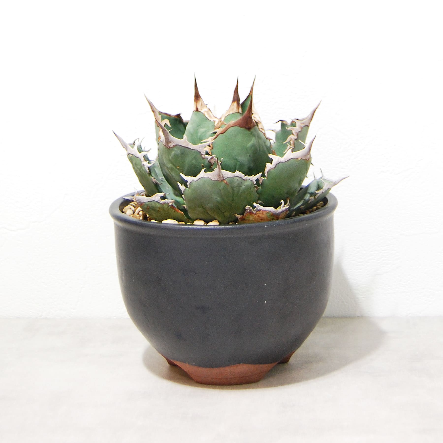 linkplants-fo076-001-04.jpg?v=