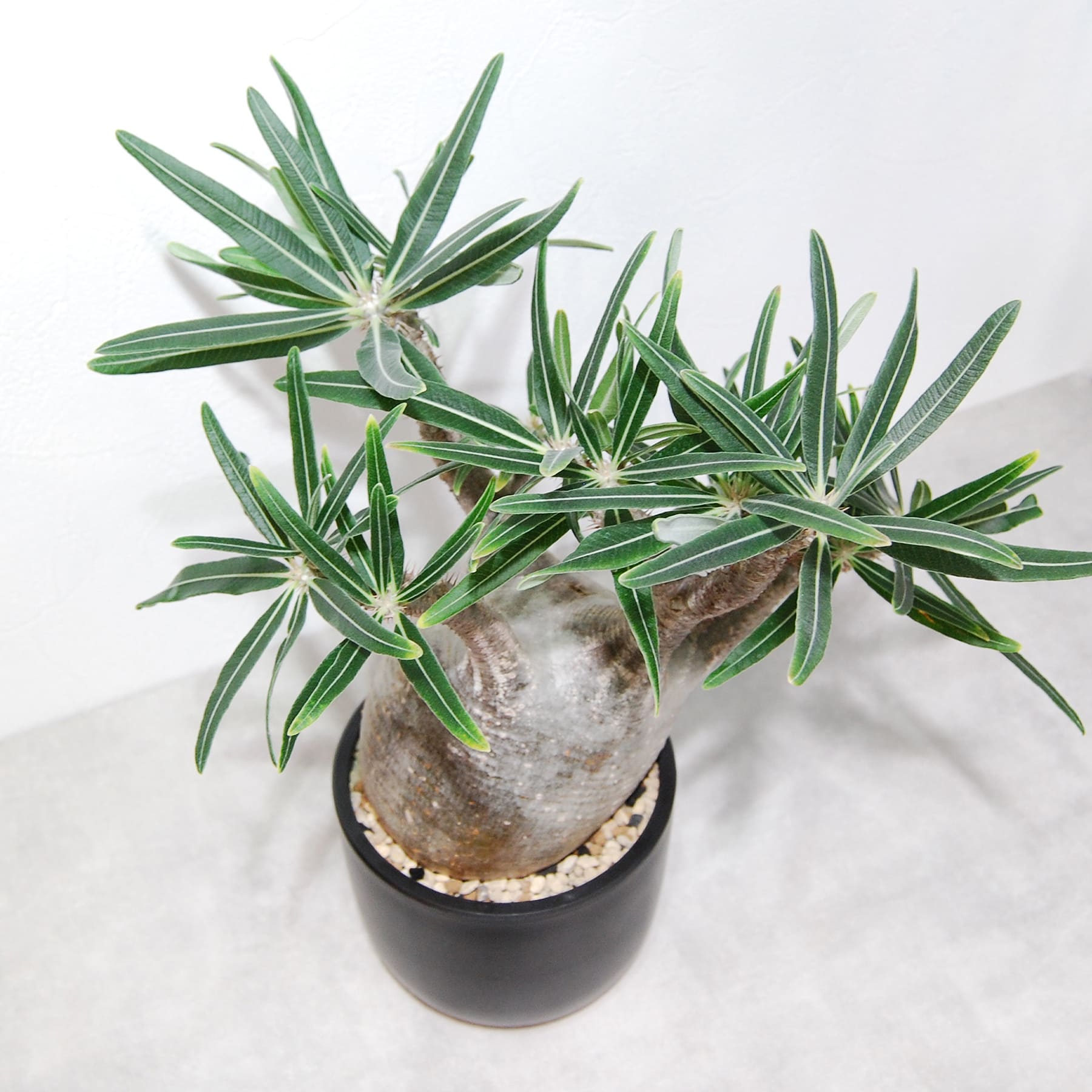 パキポディウム・グラキリス（グラキリウス）002 – linkplants -リンク