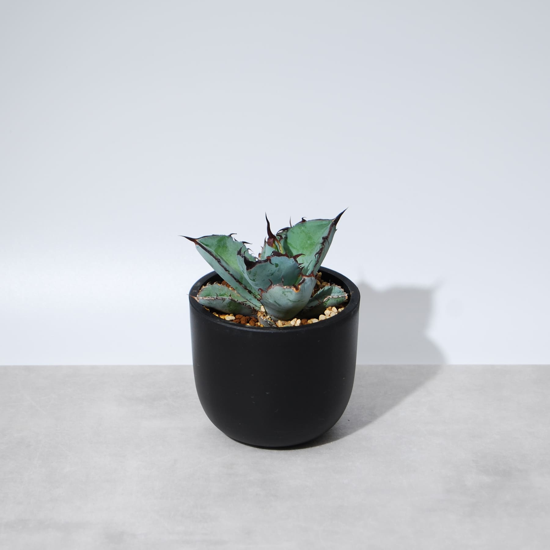 アガベ・チタノタ ブラックアンドブルー（BB）002 – linkplants