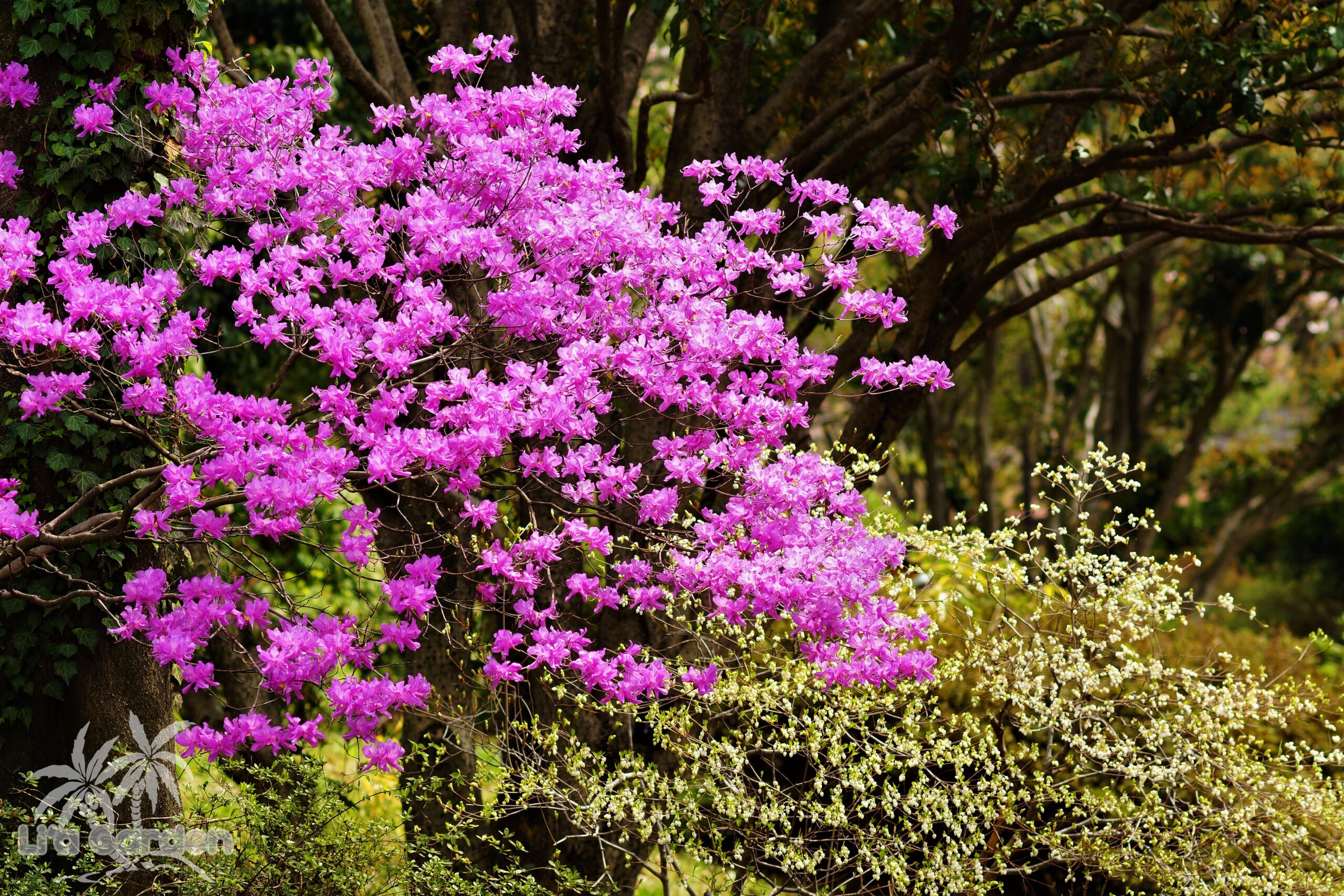 中木】 ミツバツツジ Rhododendron dilatatum 〈落葉広葉樹〉 | リア