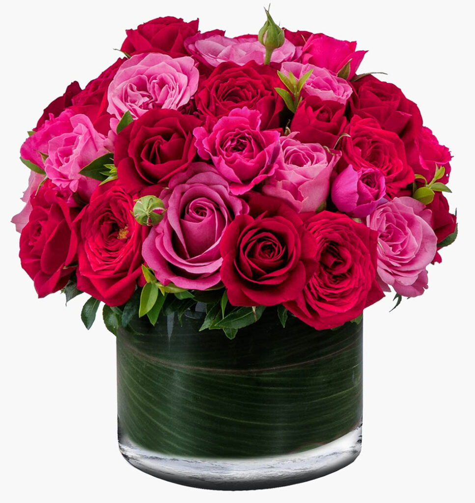 数量限定！ニコライ・バーグマンの秋ローズ「オータムコレクション