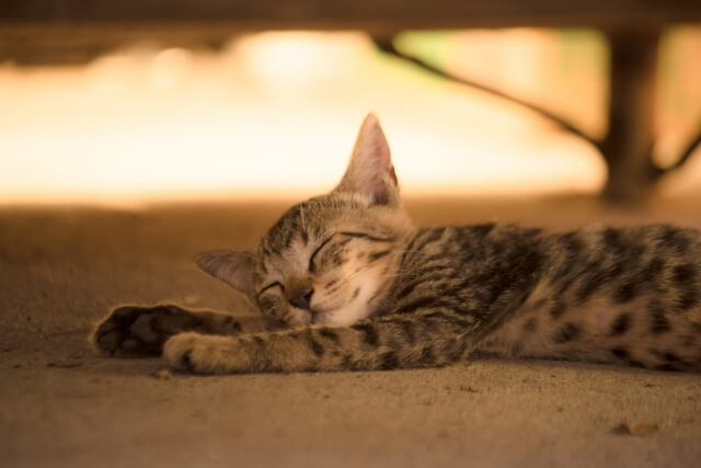 中村アンのCMでおなじみ猫型バーチャルペット「Juno（ユノ）」がカワイイ！