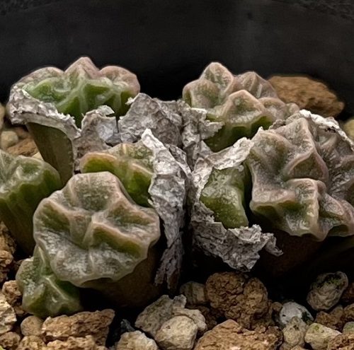 Conophytum ectypum ssp sulcatum – Lifestyle Seeds