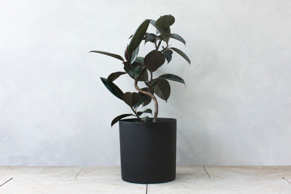グリーンアドバイザー監修】フィカス・バーガンディの育て方｜漆黒の葉