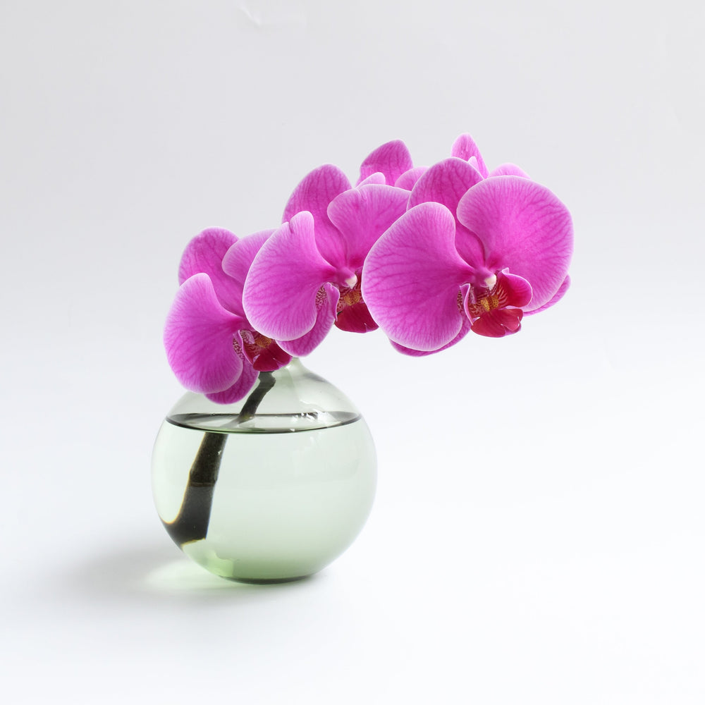 ミディファレノ & Sghr スガハラ「フィオラ：フラワーベース (SSS