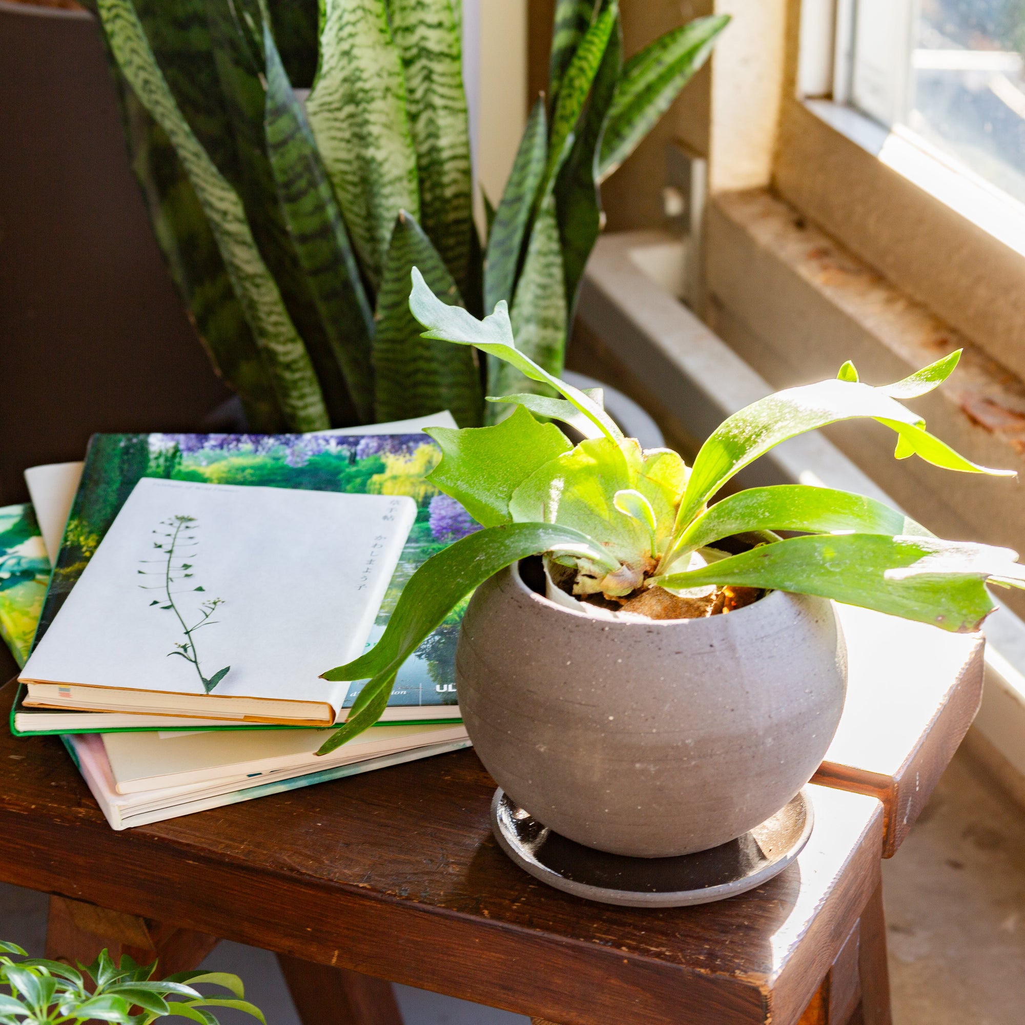 ビカクシダ・ネザーランドS / Platycerium bifurcatum 'Netherlands