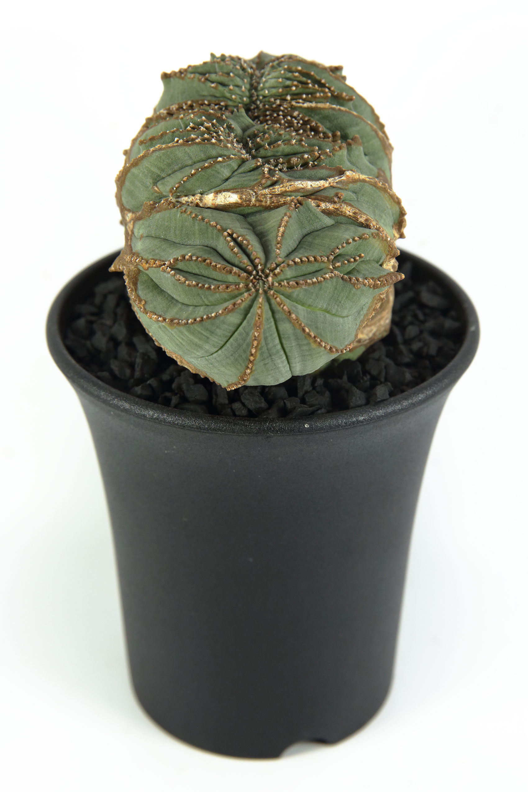 ヴィンテージ 異型 扇綴化 モンスト ユーフォルビア オベサ