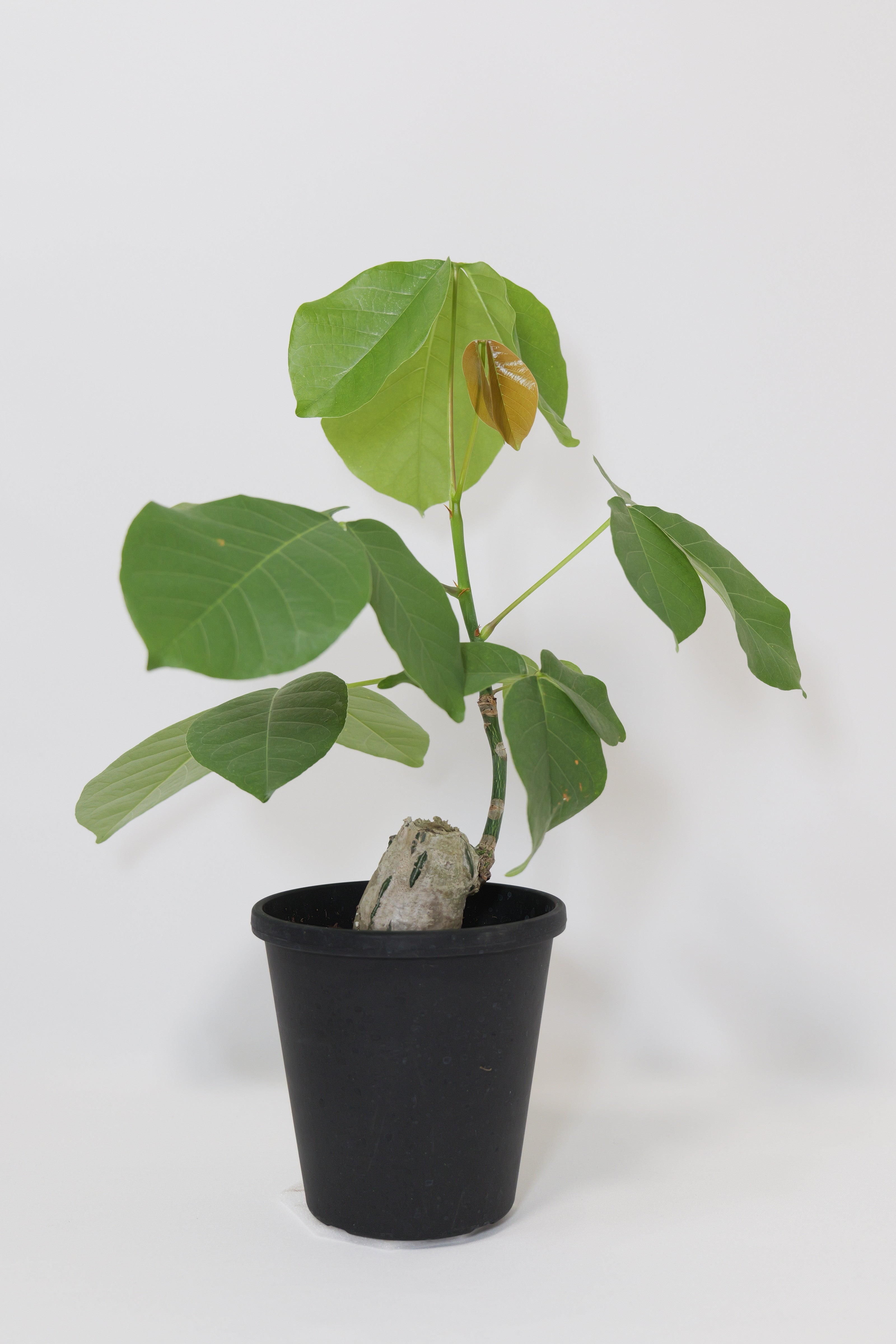 ボンバックス – Little Green Planet