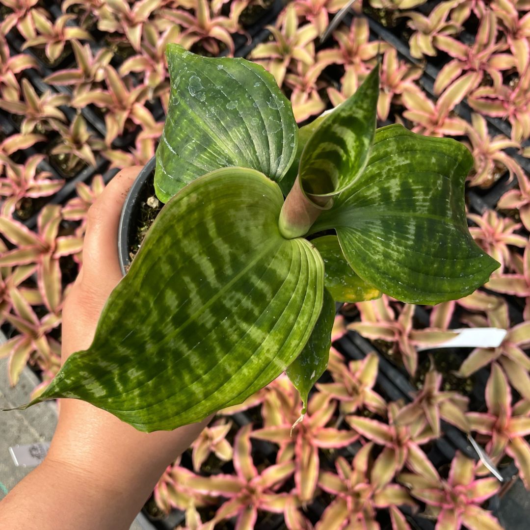 Dracaena goldieana - Zebra Dragon Tree (4.5