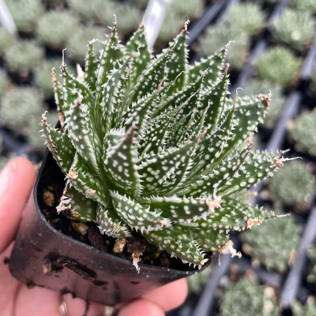 Aloe aristata 'Zambezi' - Torch Plant, Lace Aloe (2