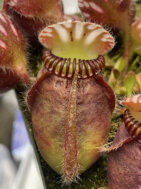 Cephalotus follicularis 'German Giant' | The Sarracenia Forum