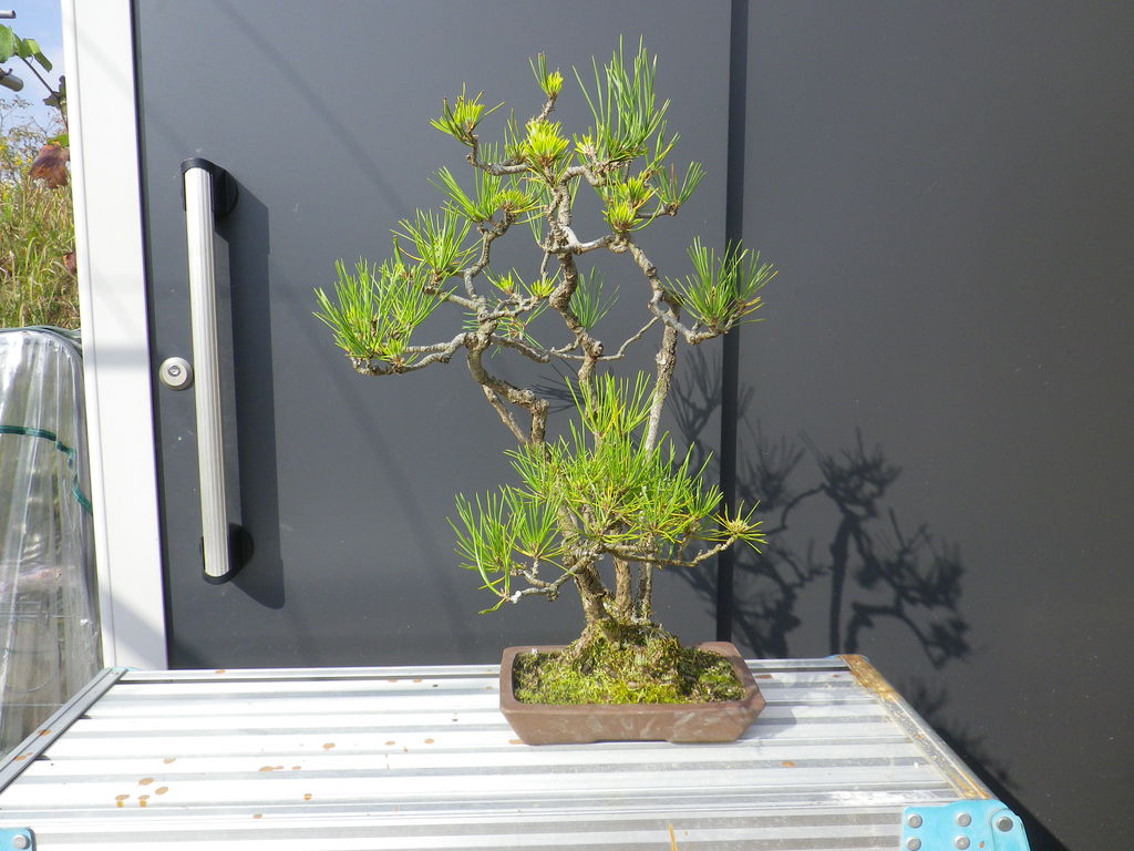 黒松寄せ植えの植え替え : 燦day毎日の徒然日記