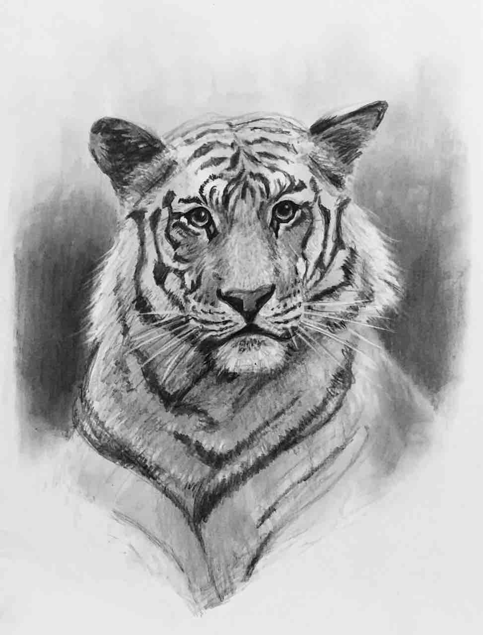 虎・寅・トラ デッサン🐯 : 西滝直人 アトリエ日記