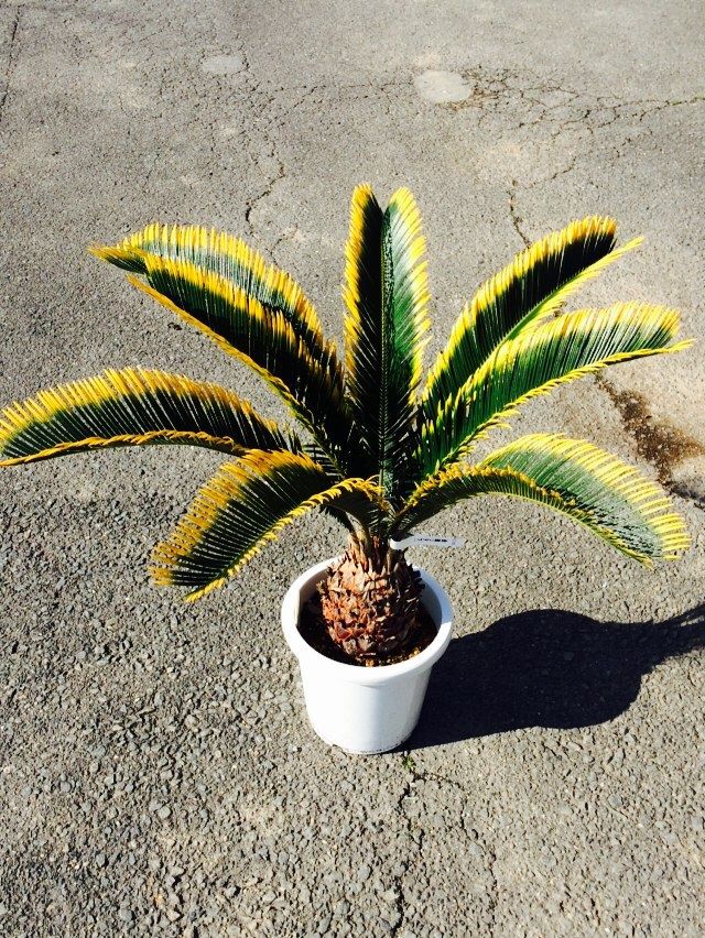 金環ソテツ 入荷 南坊園 一宮市 : 南坊園のブログ