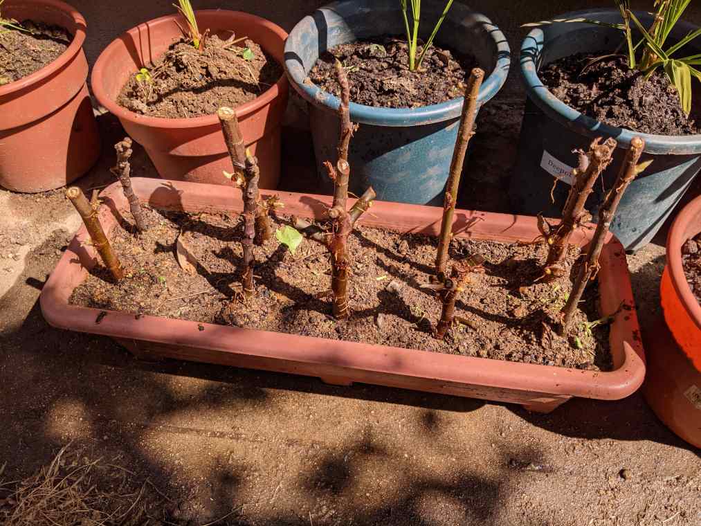 イチジクの挿し木方法と剪定枝/挿し穂の保管手順（無花果/いちじく