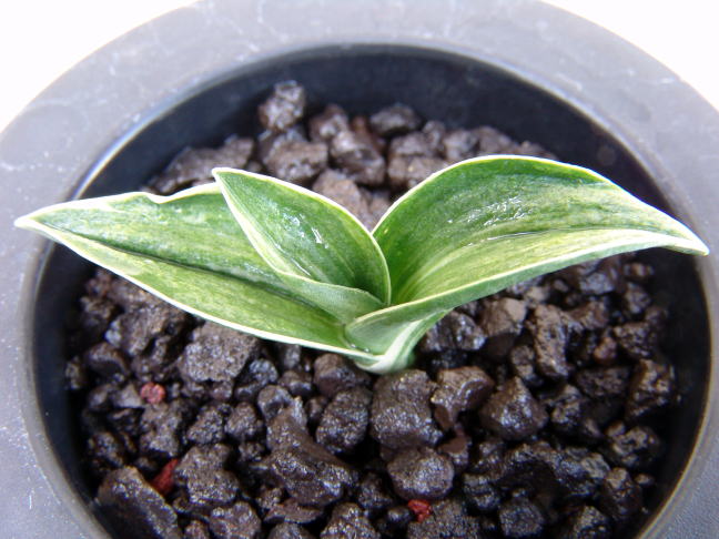 訪問者50000人突破しました～ おもとの縞、縞覆輪 新生宝 力和 天錦章