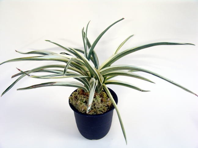 訪問者50000人突破しました～ おもとの縞、縞覆輪 新生宝 力和 天錦章