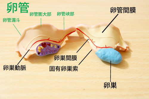 □スカイネット 立体パズル 4D VISION 人体解剖 No.15 雌性生殖器解剖