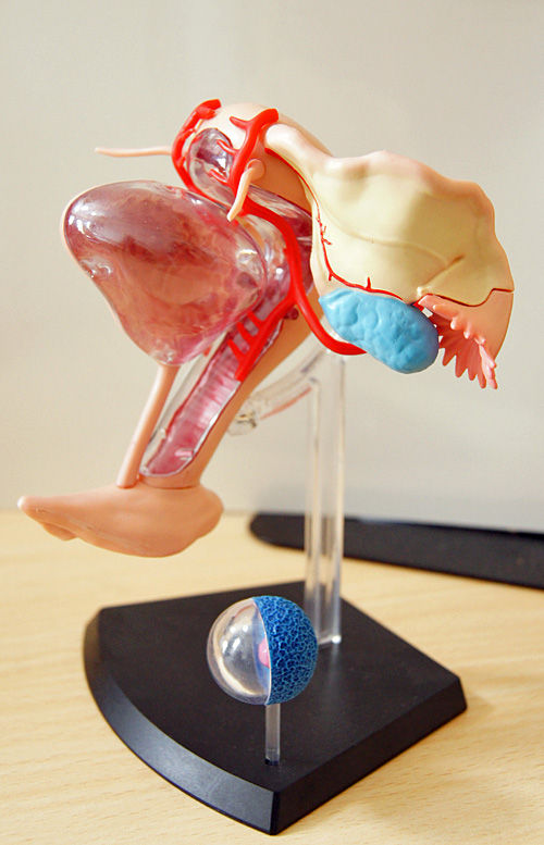 □スカイネット 立体パズル 4D VISION 人体解剖 No.15 雌性生殖器解剖