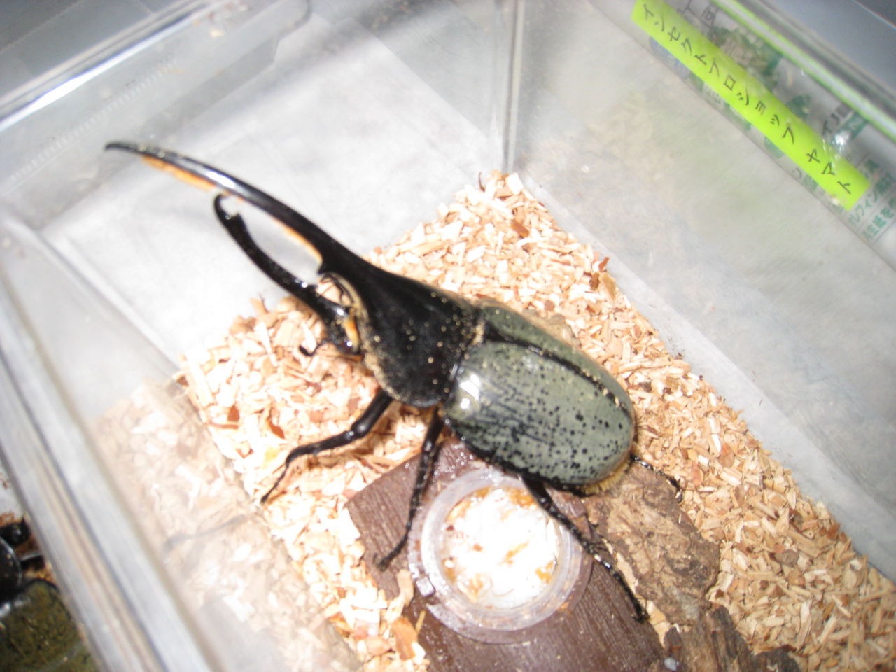 ヘルクレスリッキーブルー 2007 シャイニング ARS10 PSA10相当