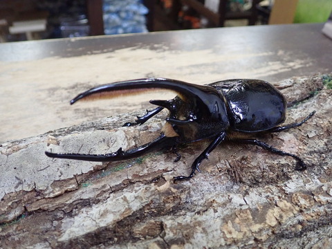 ネプチューンオオカブト : カブトクワガタ☆GLOBAL