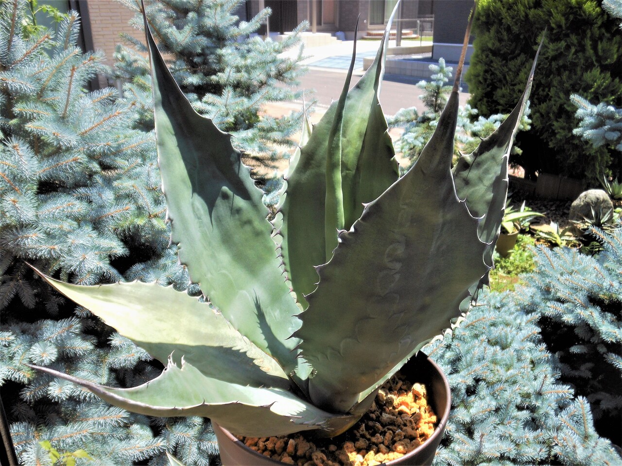 アガベ』【アトロビレンス ミラビリス】 : 【BOTANICAL MAJESTY】