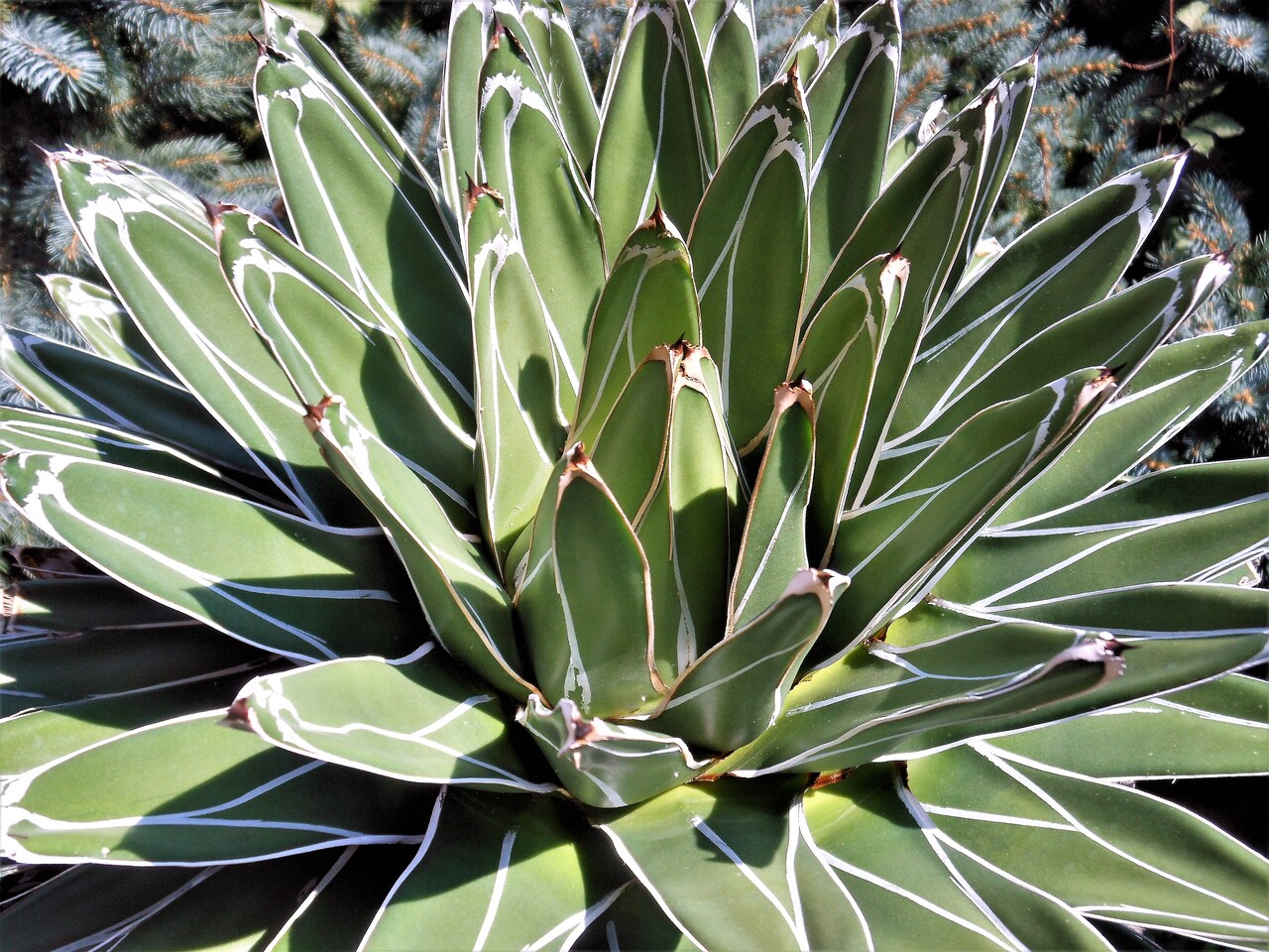 アガベ』【笹吹雪】(ニッケルシー)(フェルディナンディ・レジス