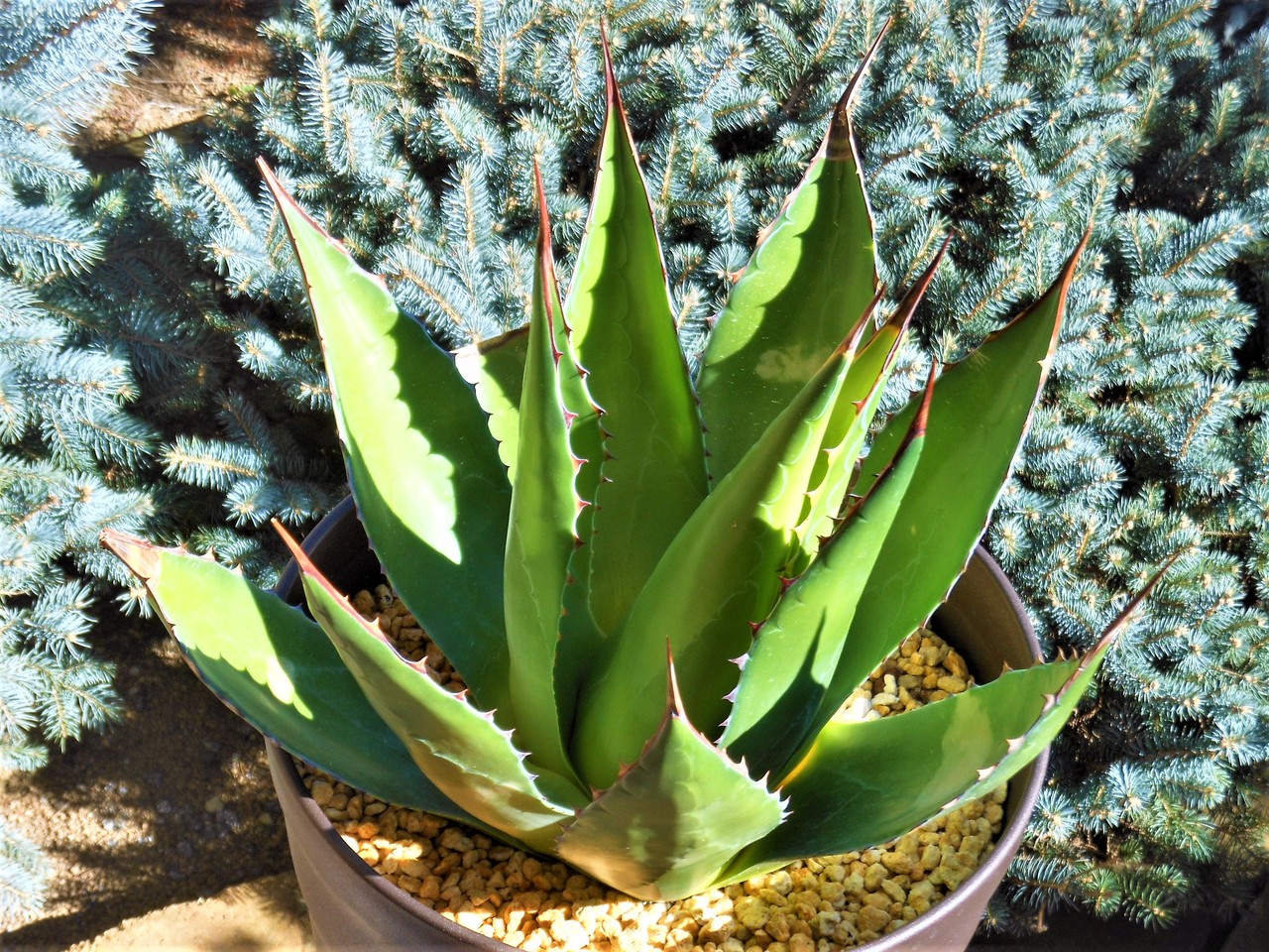 アガベ』【モンタナ】 : 【BOTANICAL MAJESTY】