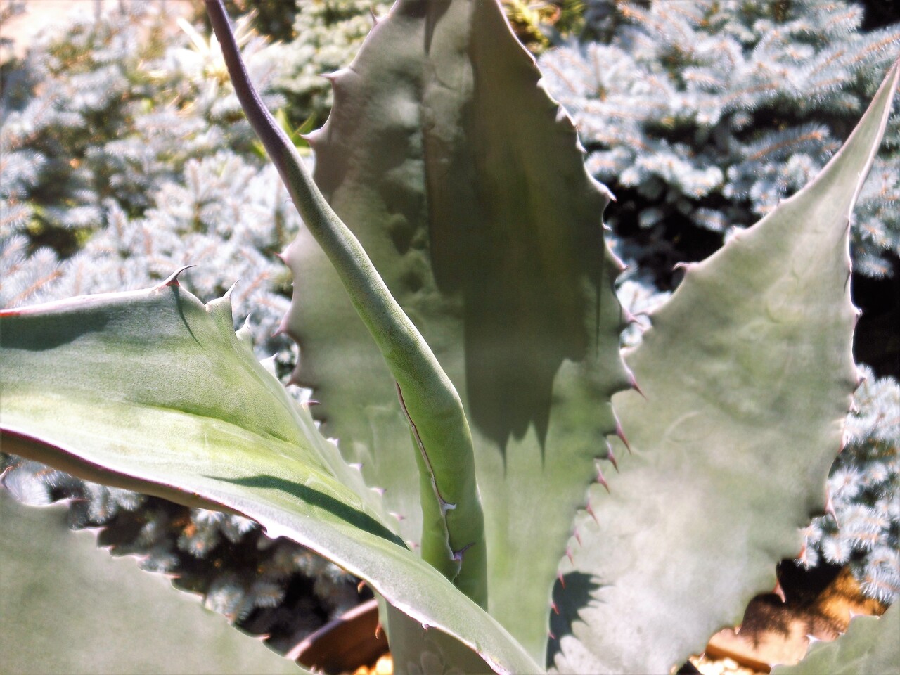 アガベ』【アトロビレンス ミラビリス】 : 【BOTANICAL MAJESTY】