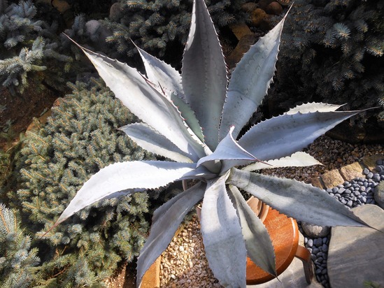 アガベ』【フランゾシニー】 : 【BOTANICAL MAJESTY】