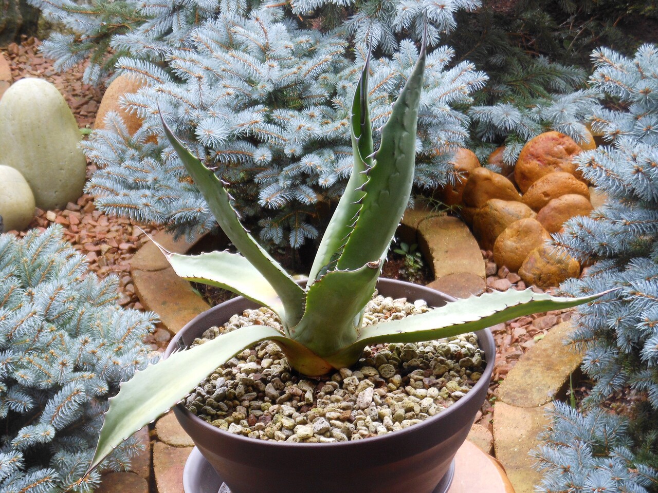 アガベ』【アトロビレンス ミラビリス】 : 【BOTANICAL MAJESTY】