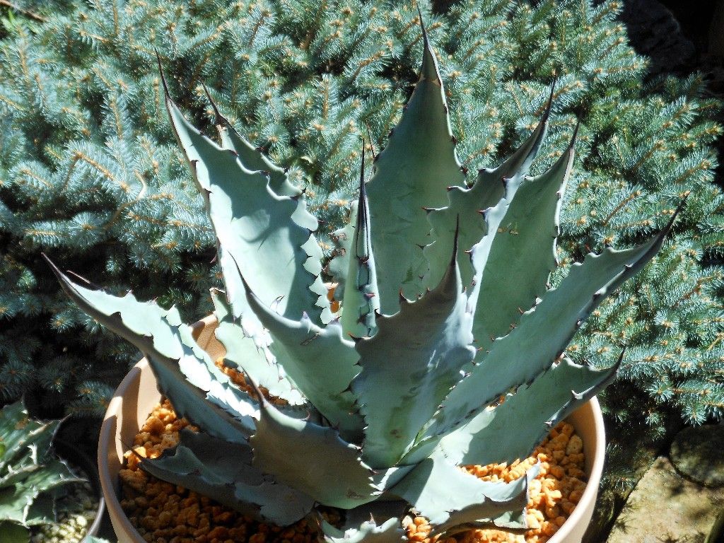 アガベ』 【コロラータ ハイブリッド】 : 【My Favorite Plants】