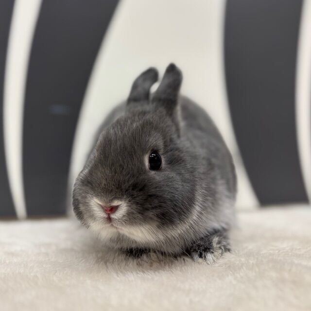 新入りネザー♪ : うさぎブログ うさぎのしっぽ公式ブログ「日々しっぽ」