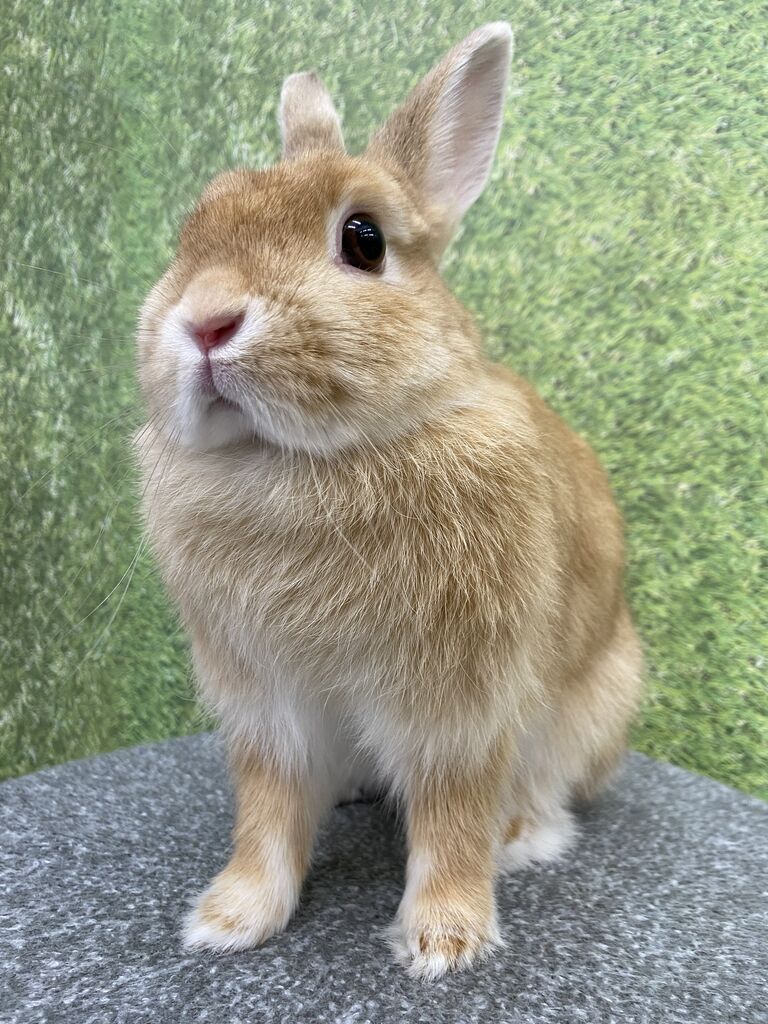 うさぎ紹介♪ : うさぎブログ うさぎのしっぽ公式ブログ「日々しっぽ」
