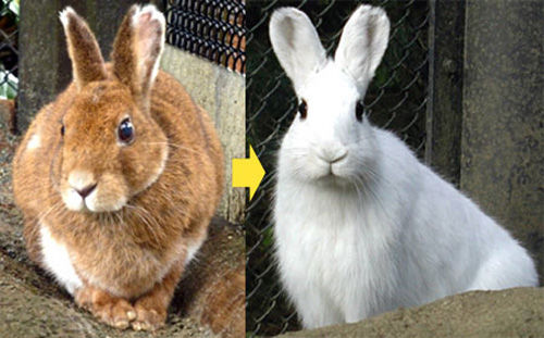 ☆変身☆ : うさぎブログ うさぎのしっぽ公式ブログ「日々しっぽ」