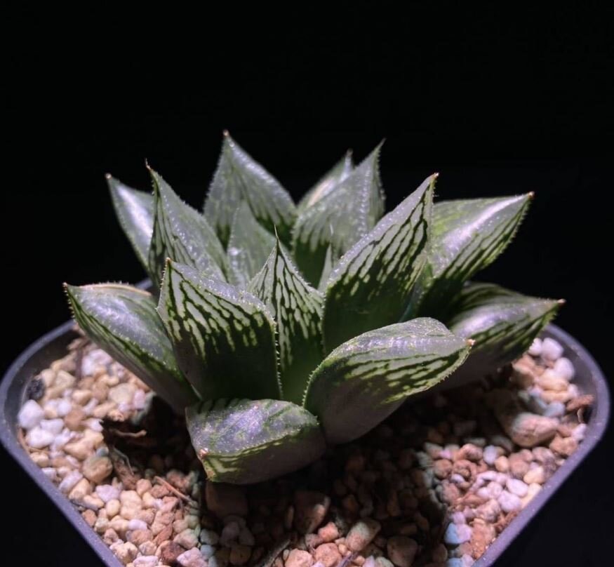 透明窓ハルシアの育種 林 雅彦 : 日本ハオルシア協会 Official Blog