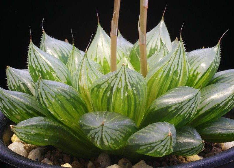 オラソニー錦'（'Ollasony Nishiki'） : 日本ハオルシア協会 Official Blog