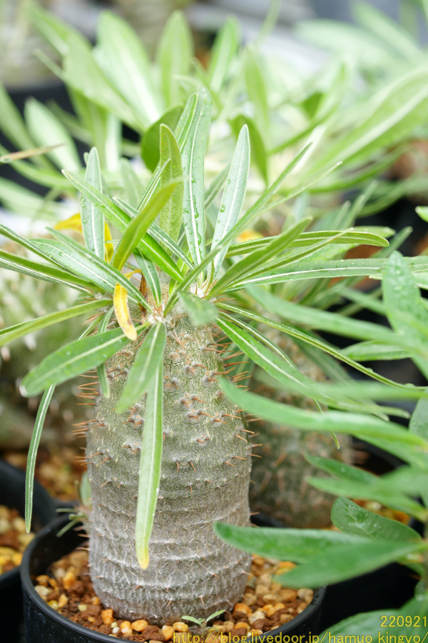 種子から育てた実生グラキリス5年生、現地球に近づく : ハムオの