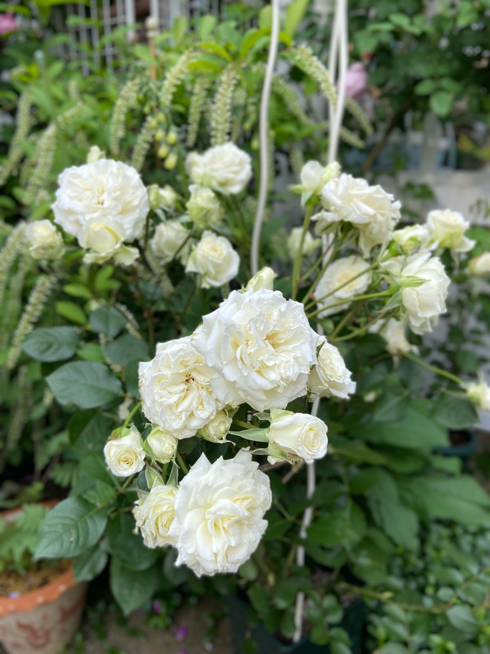 薔薇の鉢増しをする事にしました（10号鉢大人買い） : のばらの