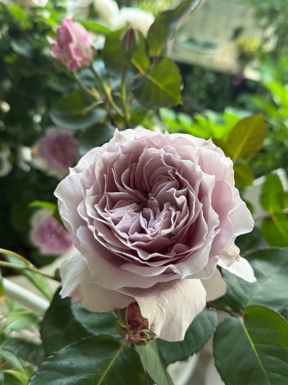 令の風”9か月前「芽」だったとは思えない美しさ！｜クレマチス“春姫