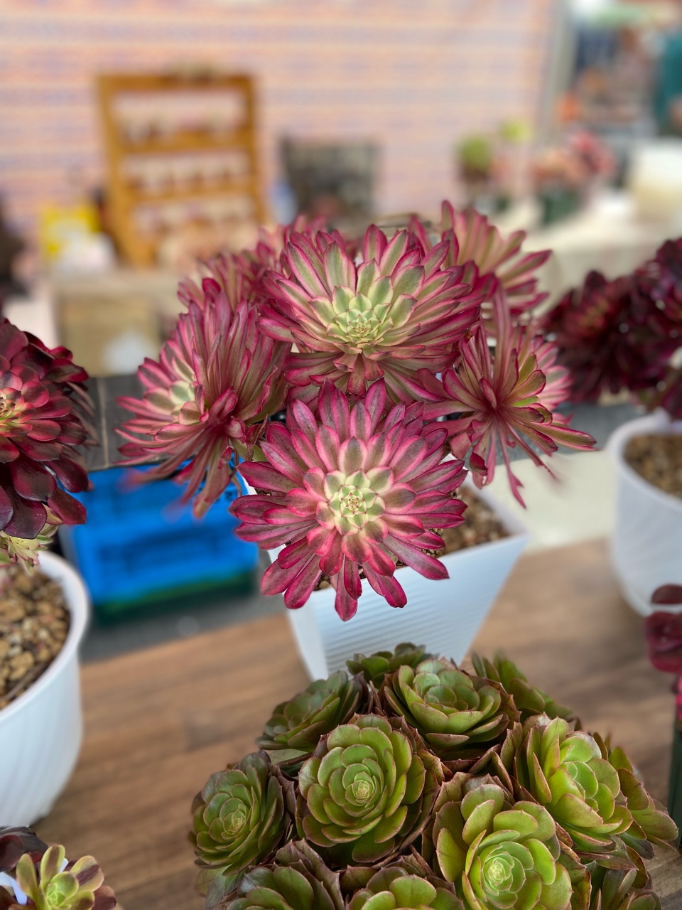多肉】ピンクのアエオニウムたち～今成長期、水やりはしっかり～ : の