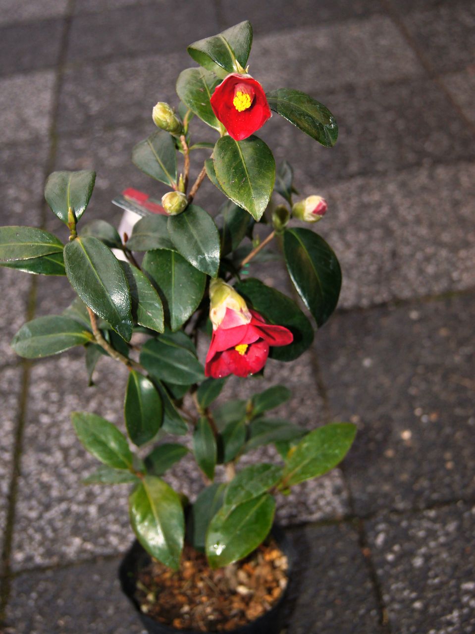 出雲大社藪椿販売 : 花重 京都 hanajyu