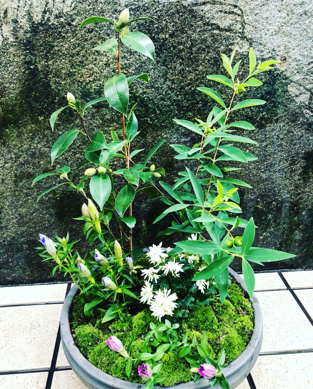 和風山野草寄せ鉢 : 花重 京都 hanajyu