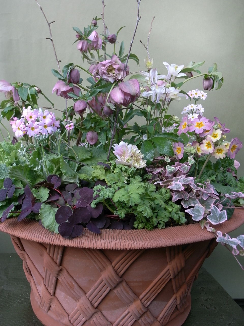 クリスマスローズの寄せ植え : 吉谷桂子のガーデニングブログ