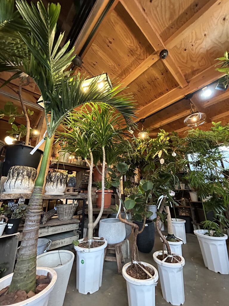 ツピタンタス「ゴールデンキング」＆マニラヤシ : ACTIS