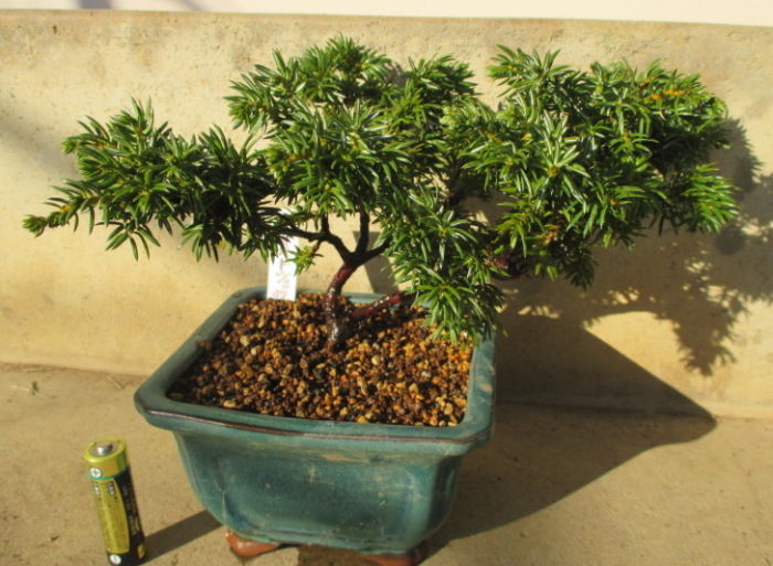 紫杜松（ムラサキトショウ）」を買いました : 「じぃじ」のミニ盆栽日記