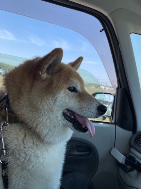 柴犬と赤ちゃんを連れて、佐倉チューリップフェスタに行ってきた